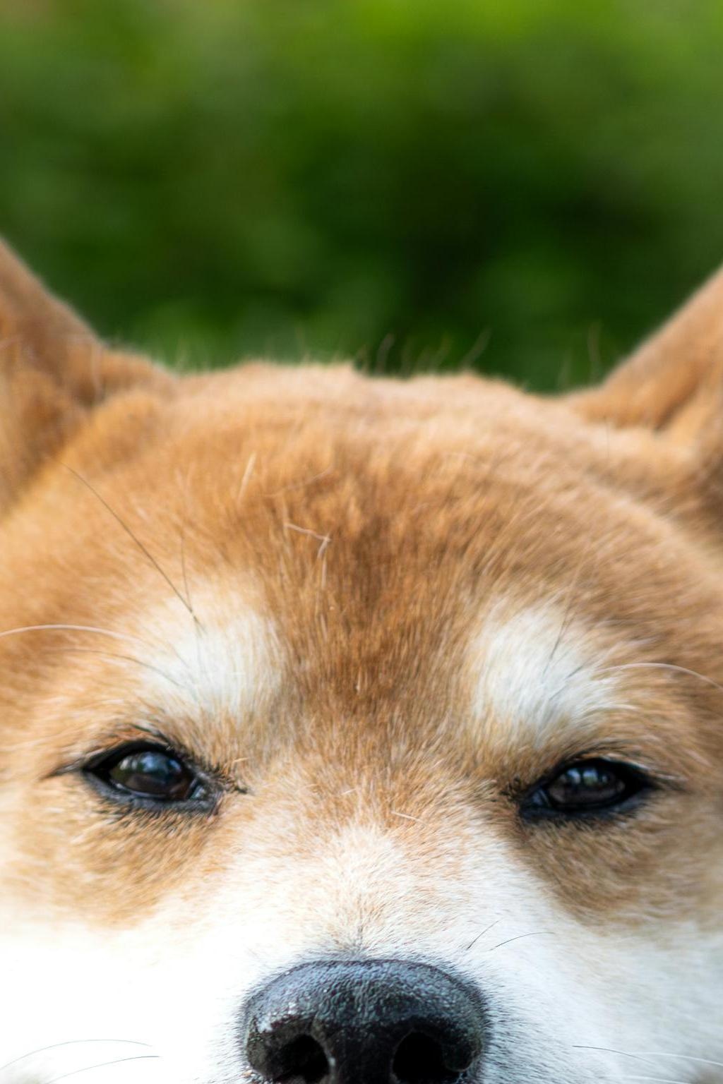 Doge Shiba — playful Shiba Inu portrait